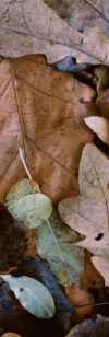 leaves