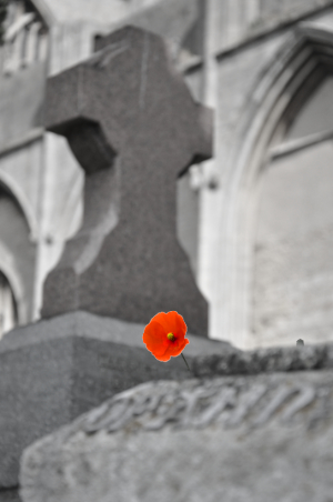 poppy