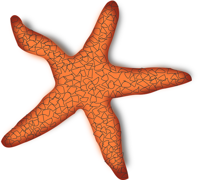 starfish g5c600a8e9 640